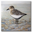 Sandpiper