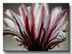 Desert Flower