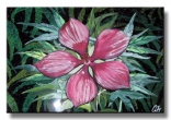 Blood Iris