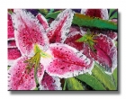 Stargazers II