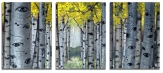 Aspen Clearing III