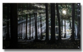 Black Forest II