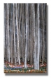 Deep Forest